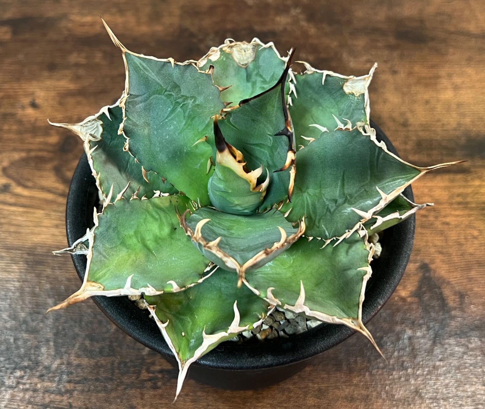 Agave Titanota アガベ チタノタ厳竜/南覇王 強棘 美大株！発根済み