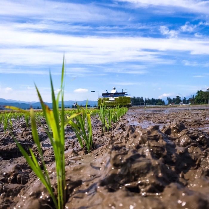 米10キロ コシヒカリ 新潟県産コシヒカリ 米 新潟米 お米 謙信秘蔵米