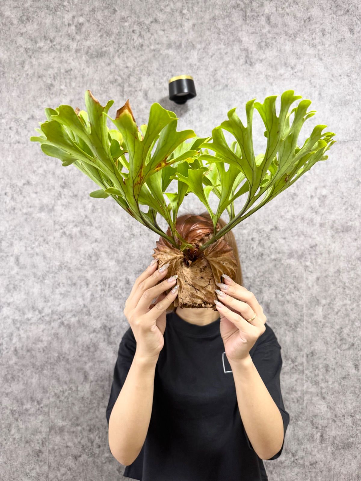 Platycerium holttumii wild ホルタミー ビカクシダ – Photos Stock 