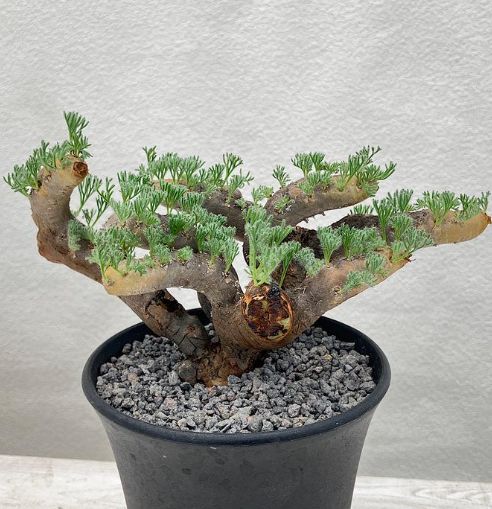 モンソニア・ムルチフィダ　種子40粒 モンソニア ムルチフィダ | STELLA.PLANTS