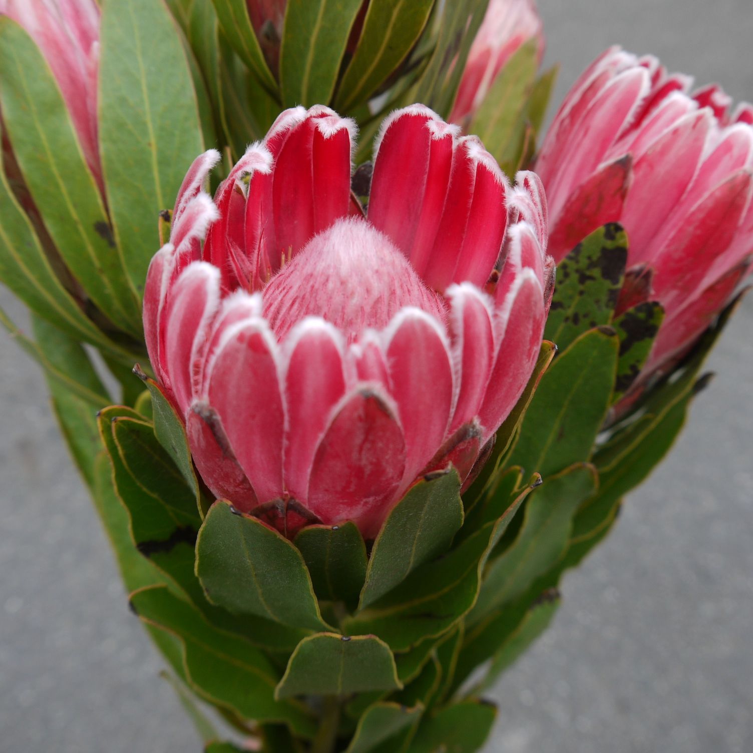 プロテア　苗　ブレンダ プロテア ブレンダ 苗