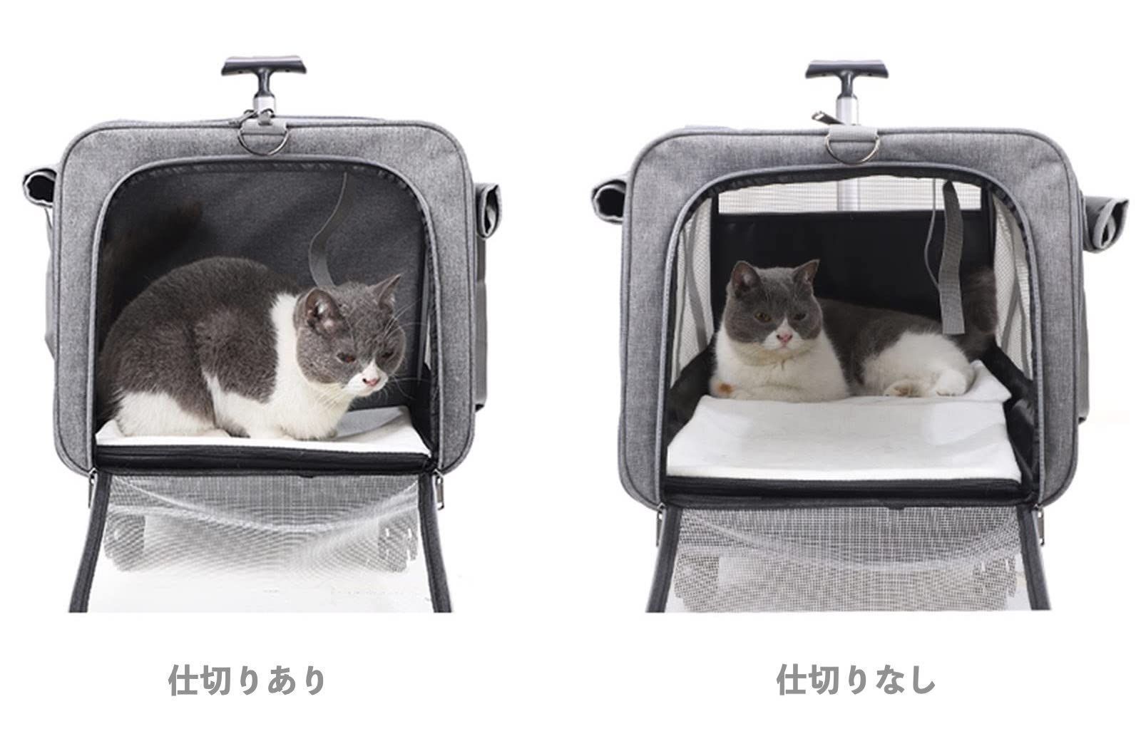 小型犬 ペット