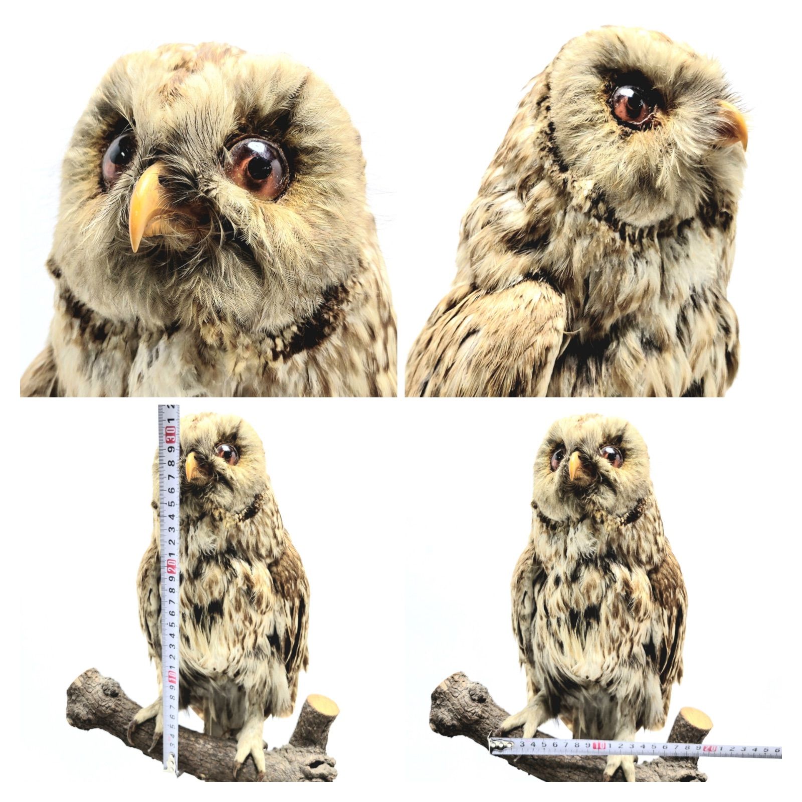 美品】フクロウの剥製 全長33cm - メルカリ