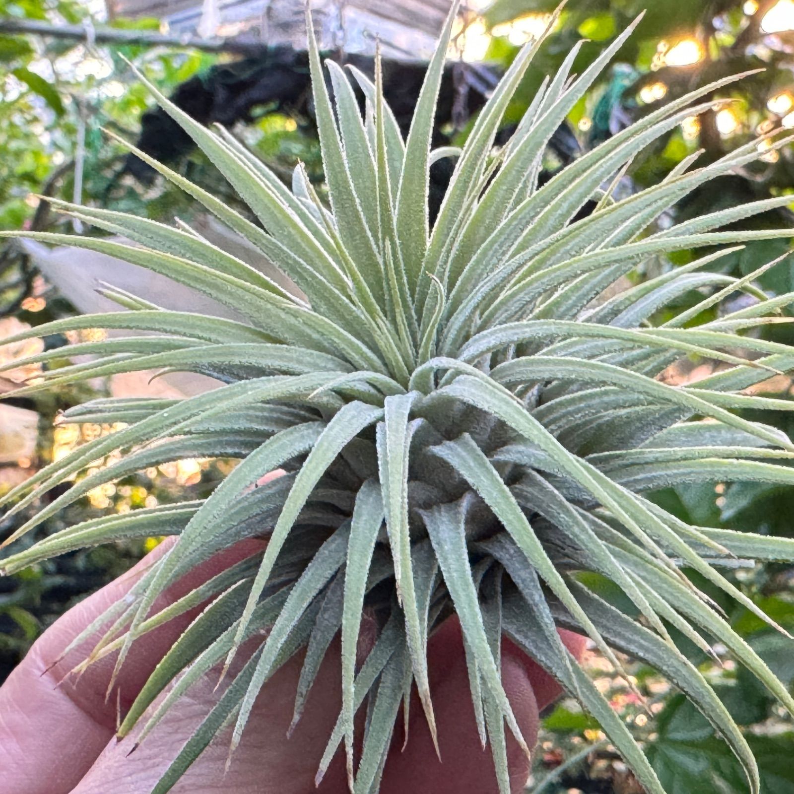 チランジア イオナンタ スノーボール Tillandsia Ionantha Snowball