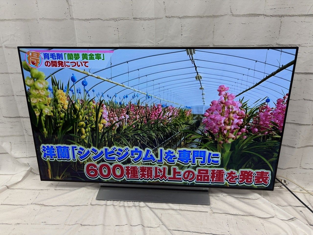 TOSHIBA 東芝 55V型 有機ELパネル 4Kチューナー内蔵テレビ REGZA 55X830