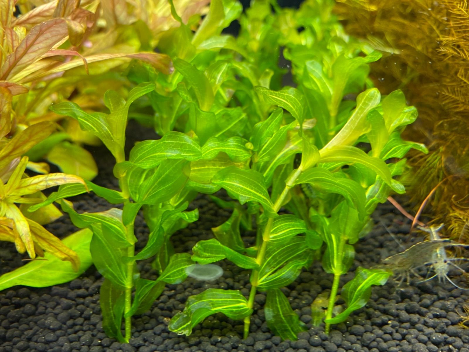 ヒロハノエビモ5本 冬でも枯れない日本の水草 メダカ産卵にも