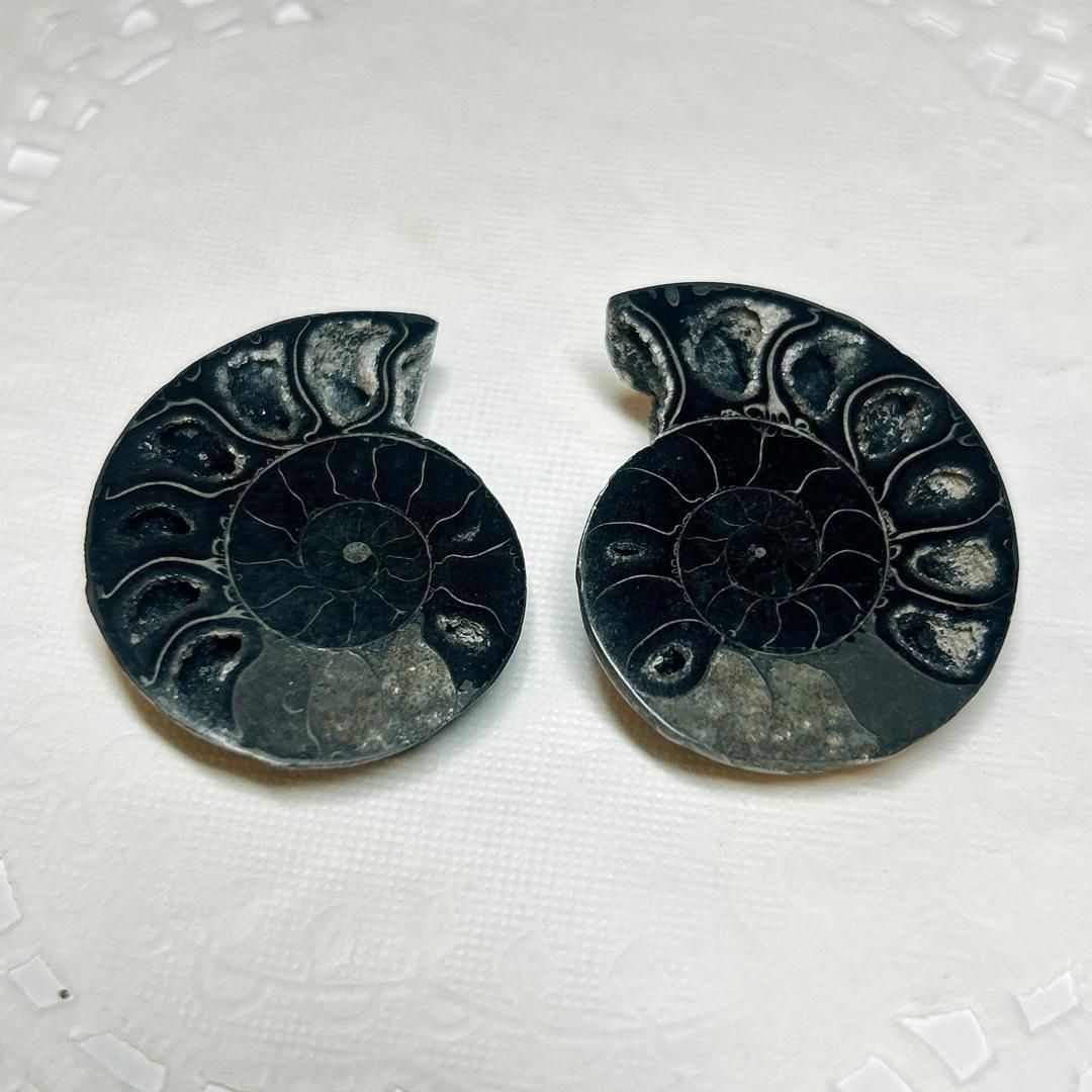 アンモナイト様用 楽天市場】希少 パイライトアンモナイト プレウロセラス 22g