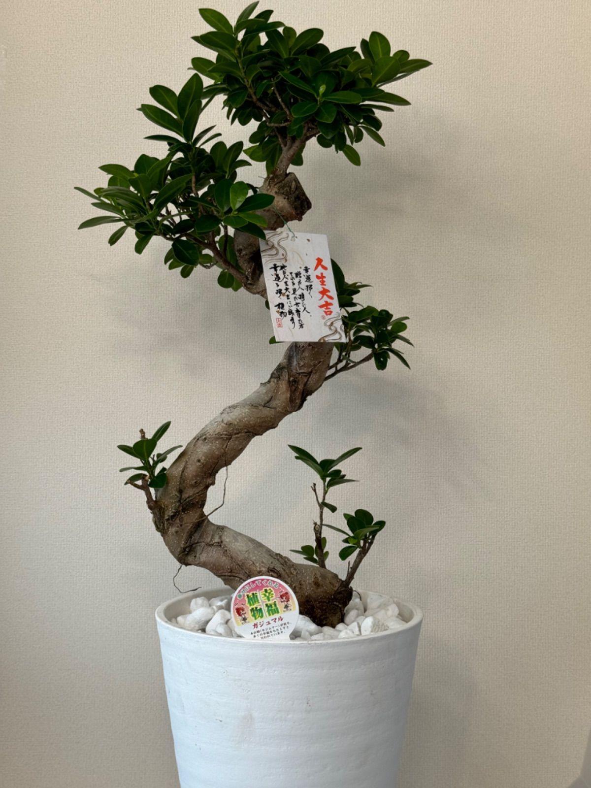 希少昇り龍ガジュマル 曲がり 8号鉢 風水植物 盆栽風『昇り竜