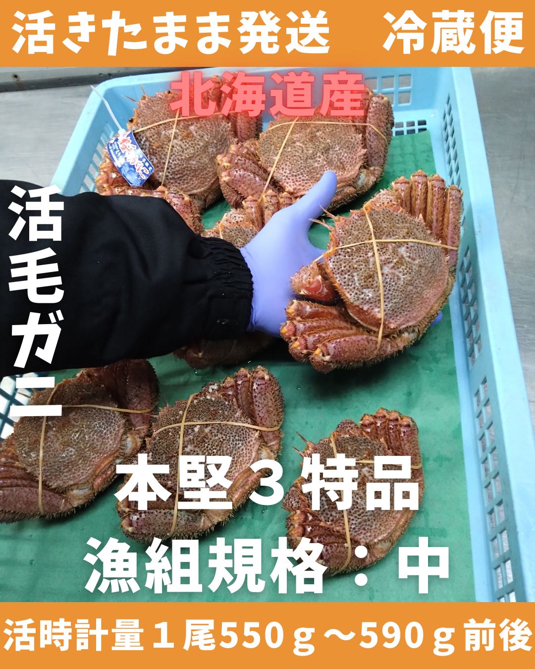 活きたまま 活毛ガニ 550～590ｇ1尾 中サイズ 冷蔵便