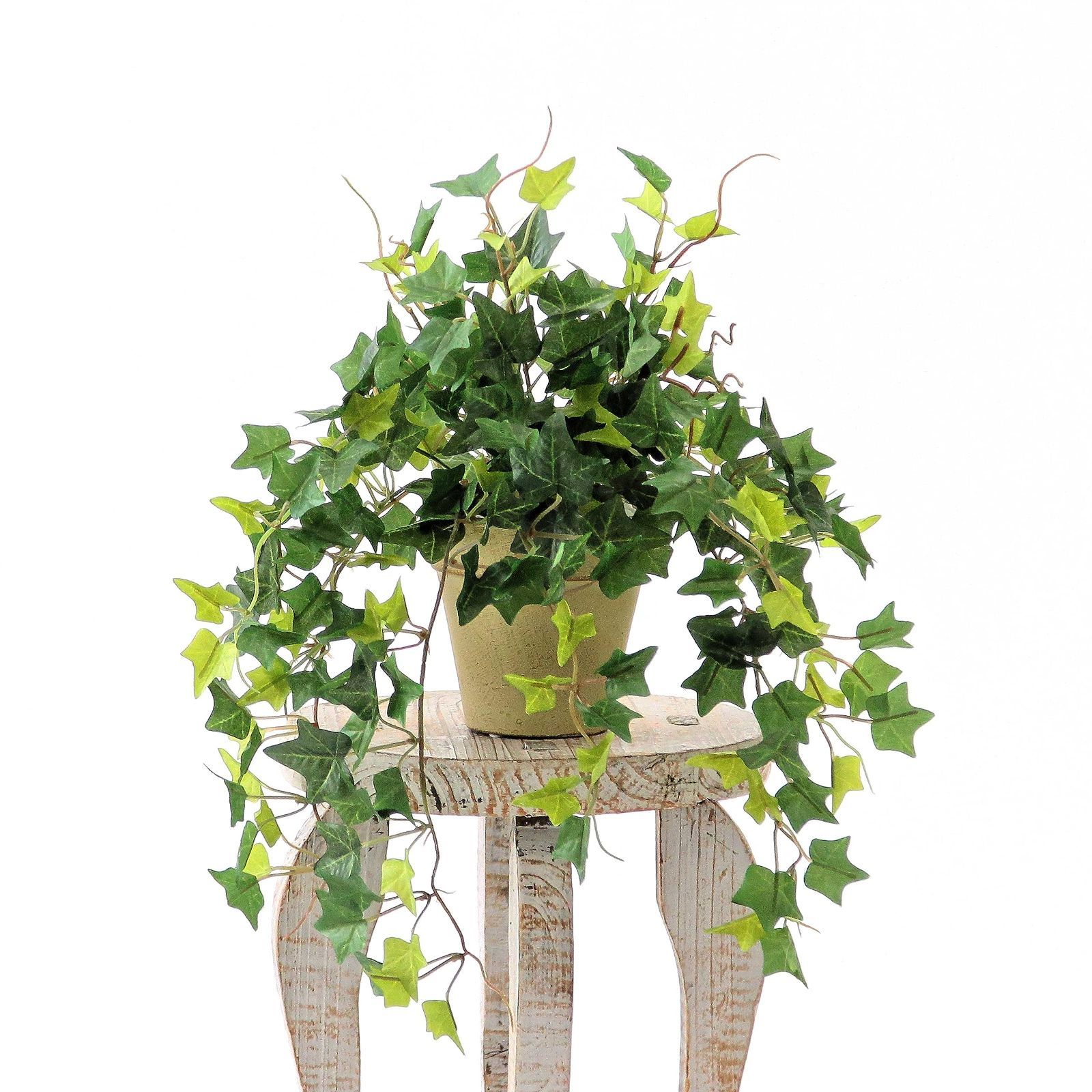 アイビー プミラ