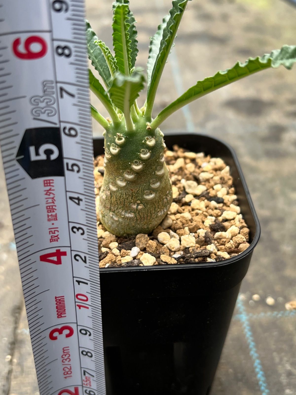 ドルステニア ラブラニー Dorstenia lavrani