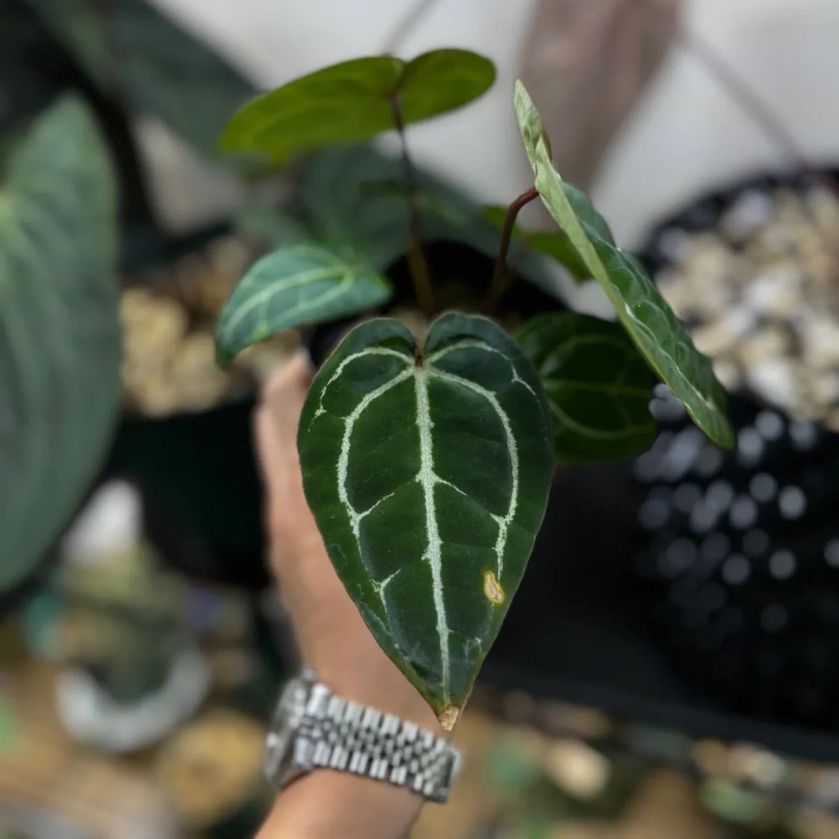 アンスリウム　ブラックウィドウ x ブラックウィドウ　doc block アンスリウム・ブラック・ウィドウ🕷️ #blackwidow