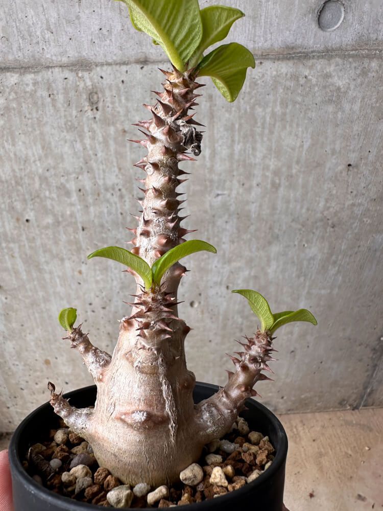 【現品限り】パキポディウム・ウィンゾリー 大株 実生【B80】 Pachypodium gracilius【植物】塊根植物 夏型 コーデックス