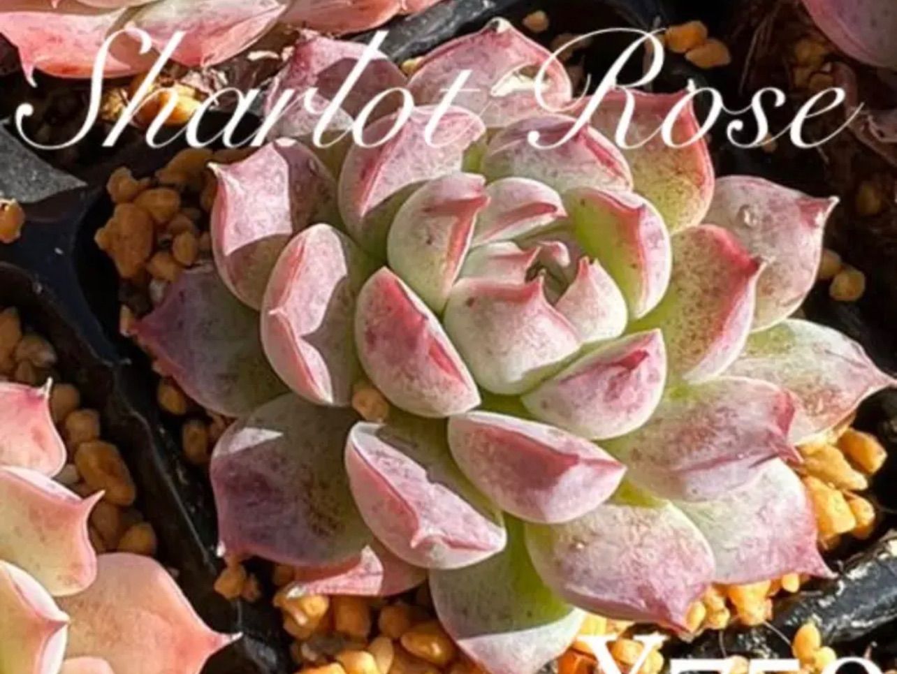 Echeveria Sharlot Rose エケベリア シャーロットローズ - メルカリ