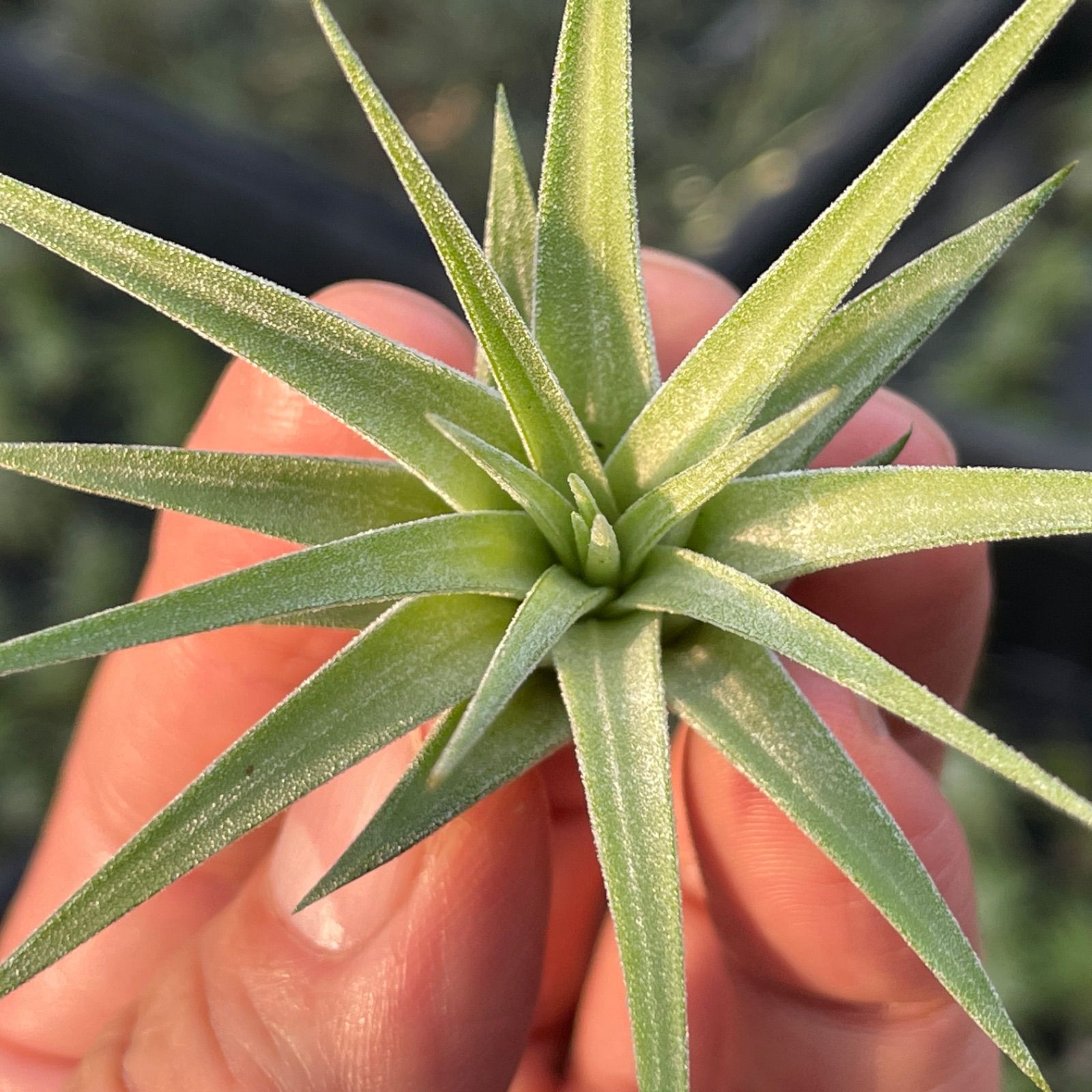 チランジア　イオナンタ　マキシマ　アルビノ　クランプ チランジア イオナンタ マキシマ アルビノ クランプ