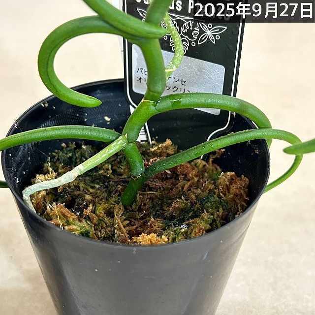 蘭 パピリオナンセ　テレス　オリンピックリングス　洋ラン　② 洋蘭 洋ラン パピリオナンセ テレス オリンピックリングス 3号硬質