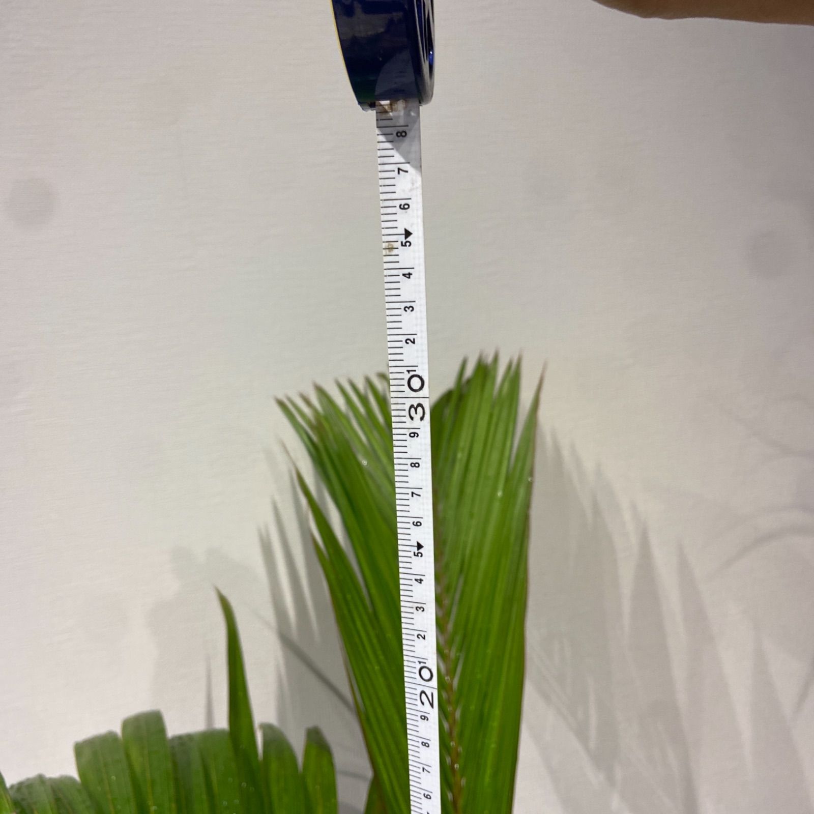 送料無料 130cm トックリヤシ ヤシ 風水 縁起 観葉植物 | www