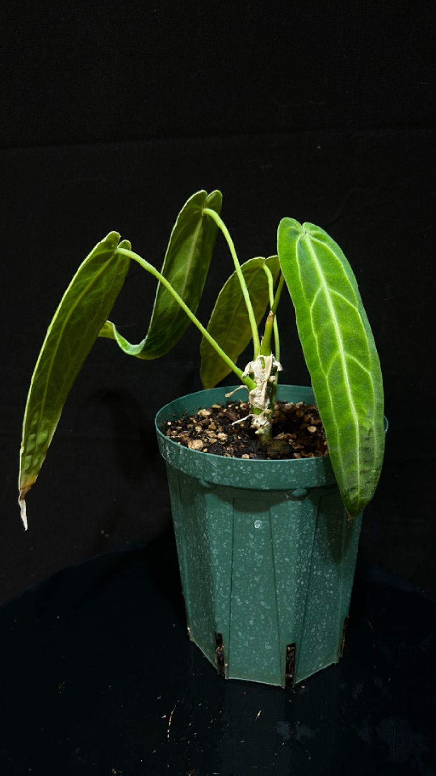 アンスリウム ワロクアーナム Anthurium（【希少な交配種
