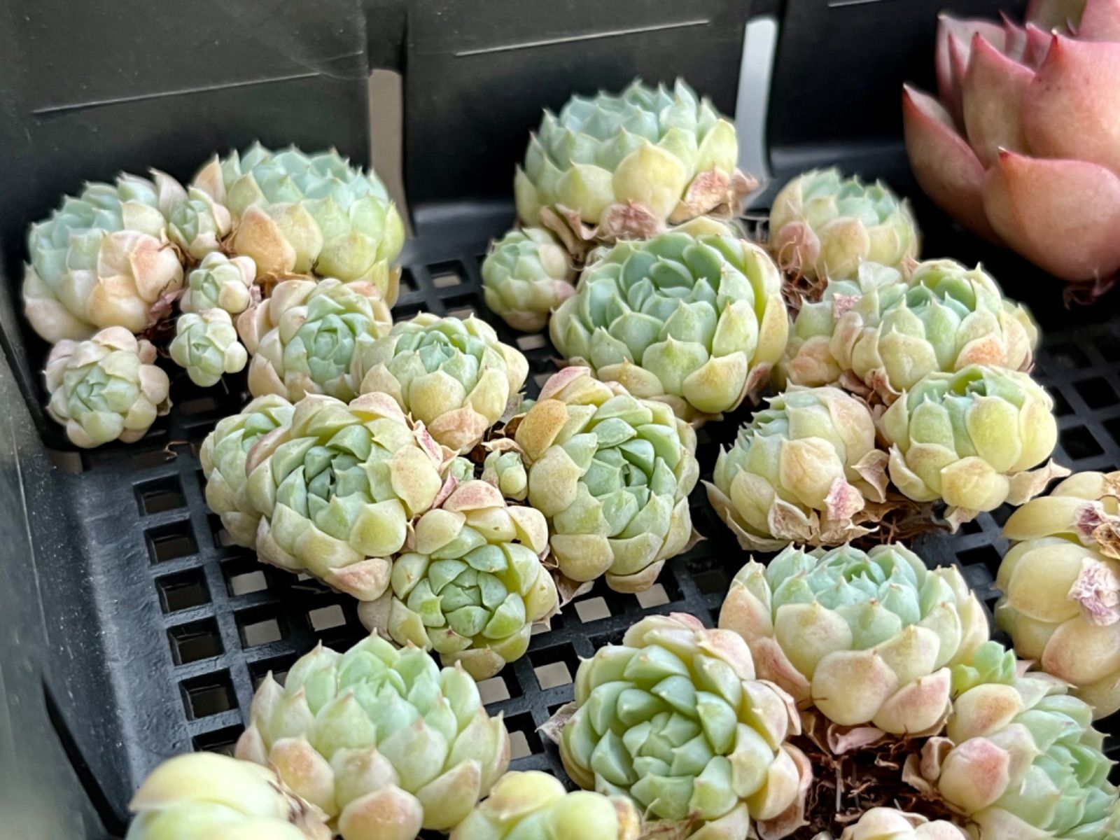 ☆多肉植物 ボールオブファット群生 エケベリア 韓国苗☆ - メルカリ