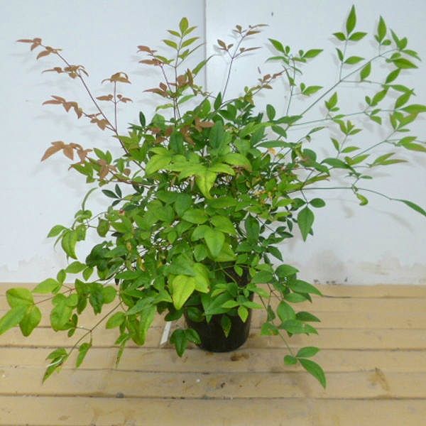 苗|苗木 15本セット シロナンテン 樹高0.2m前後 15cmポット 苗木 苗 植木 庭木 生け垣 kb 15本 15