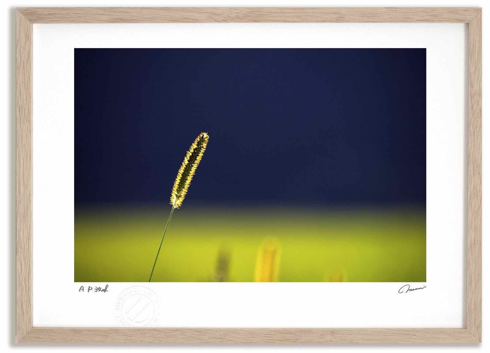 アートフォト 絵画 光るエノコロ草 高橋真澄/インテリア 額入り 額装込 風景画 油絵 ポスター アート アートパネル リビング 玄関 プレゼント モダン アートフレーム 飾る Mサイズ おしゃれ 