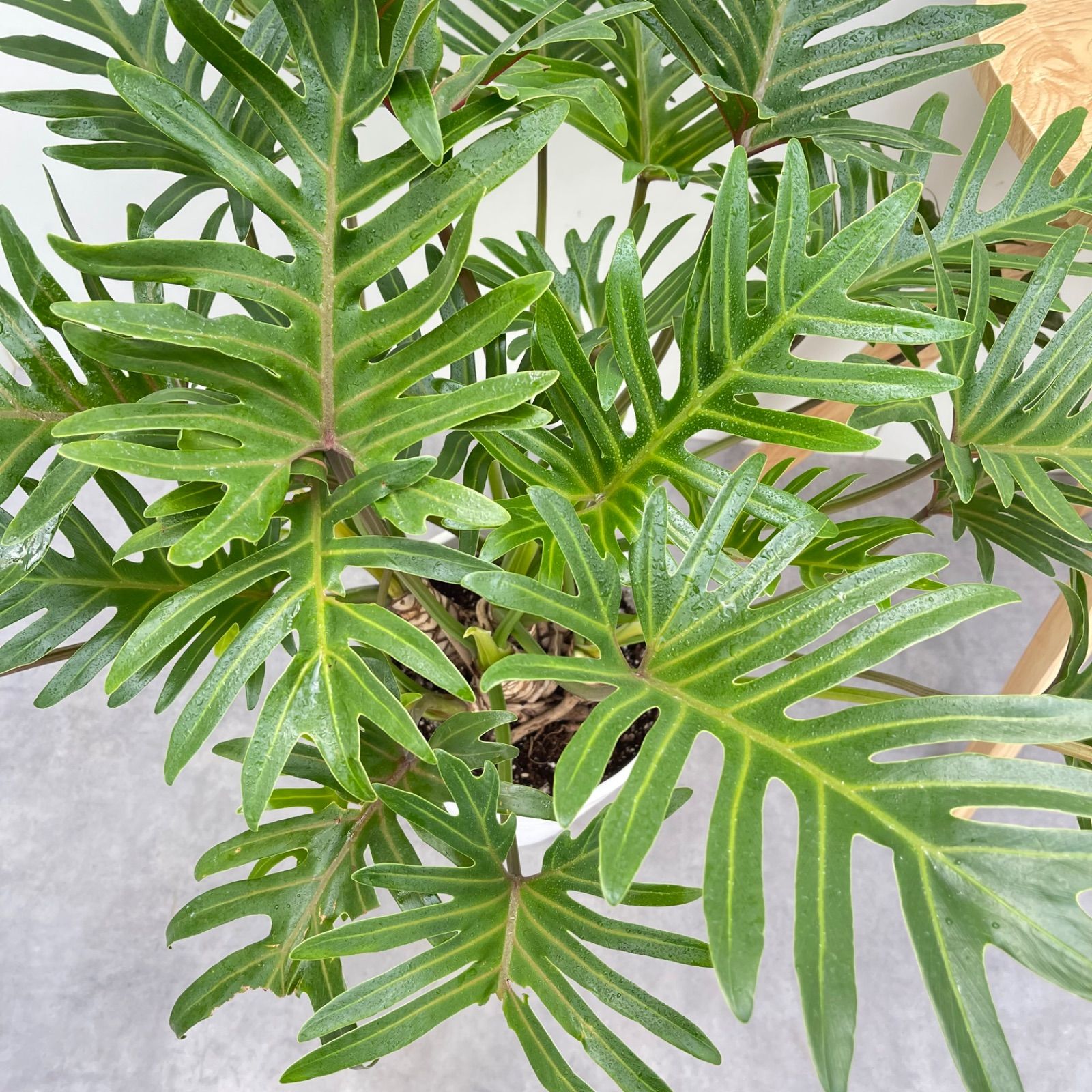 観葉植物 大型