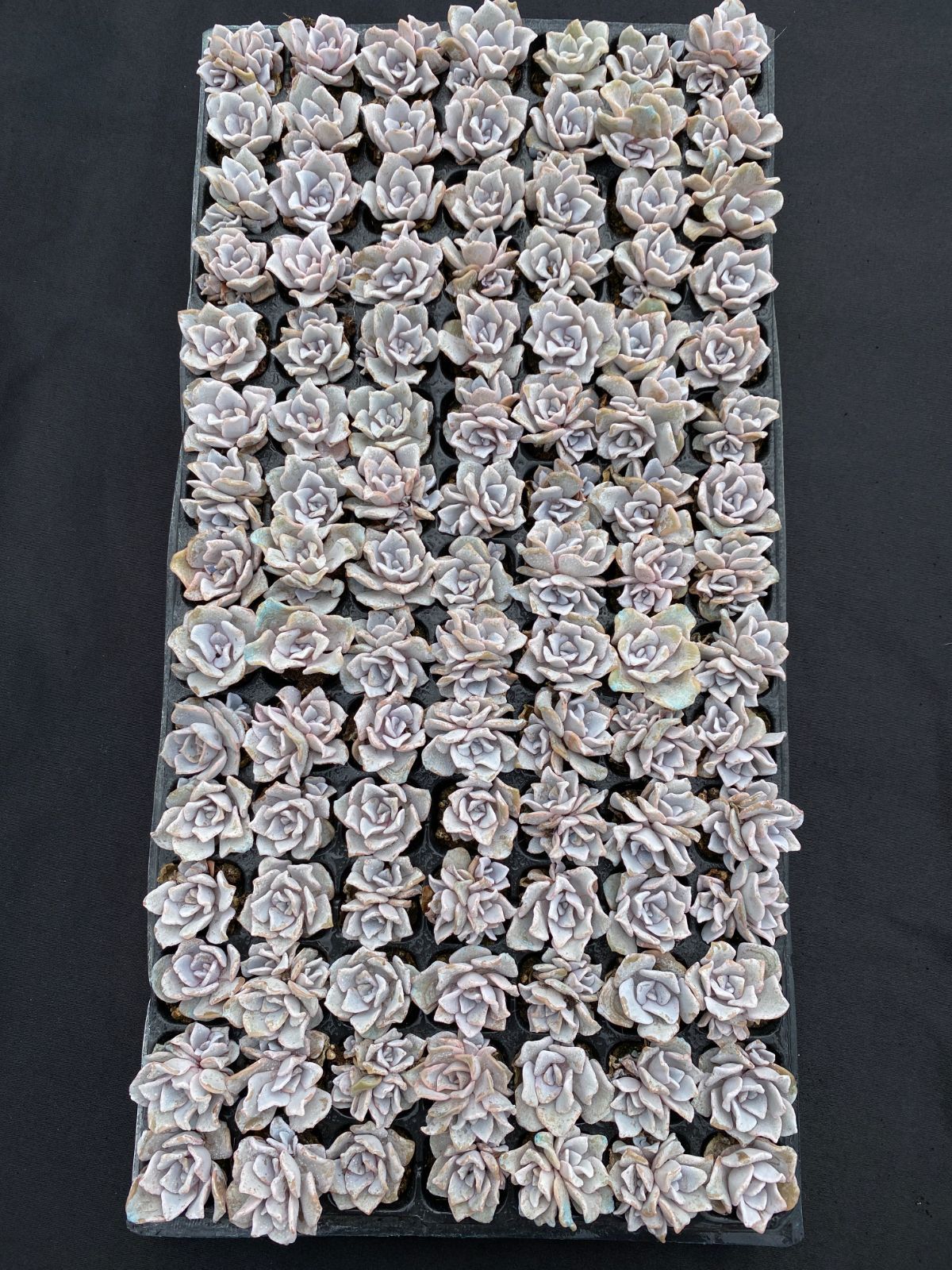 新入荷クリスペートビューティー XQS04×105苗 土付き 多肉植物 詰め合わせ エケベリア サボテン 韓国苗