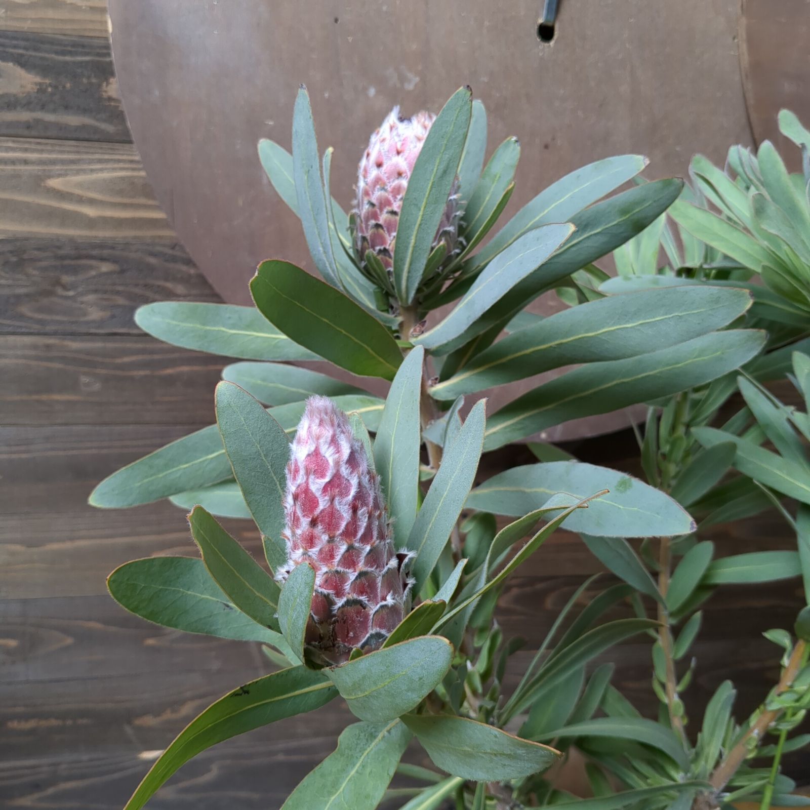 プロテア メイデイ【花芽付き】早いもの勝ち 鉢のまま発送 - メルカリ