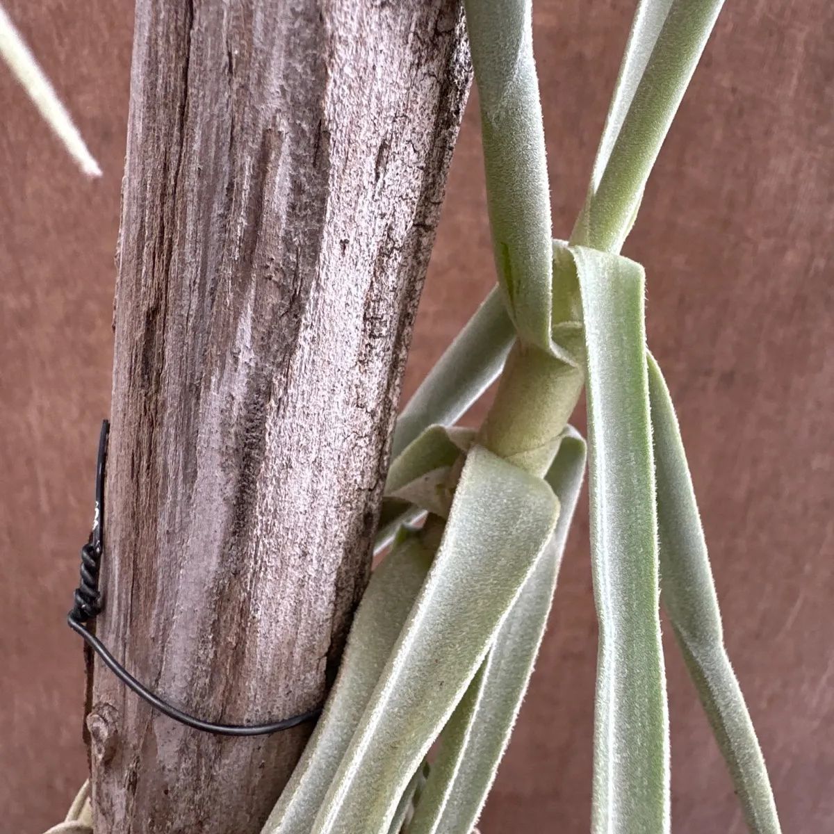 チランジア ドゥラティ 流木 現品 Tillandsia duratii ブロメリア科