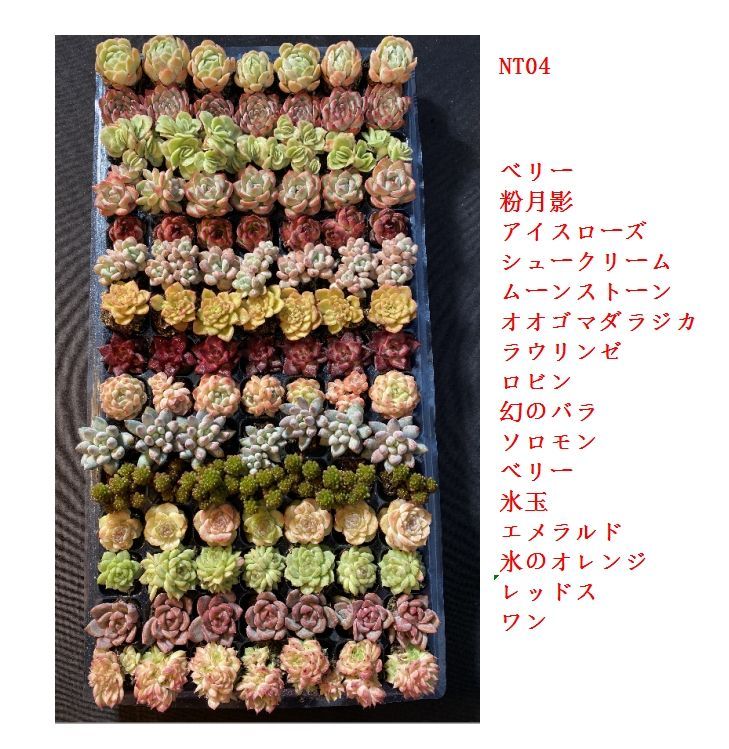 新入荷 15種類セット NT04×105苗 土付き 詰め合わせ 多肉植物 エケベリア 韓国苗 新入荷