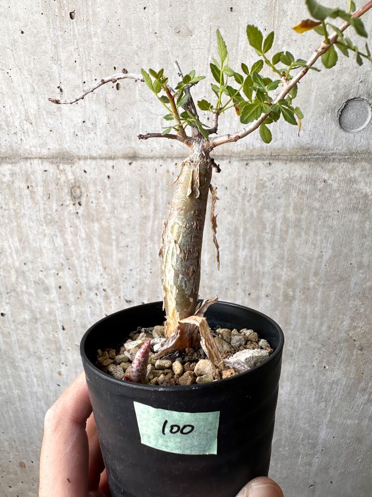 現品限り】ブルセラ・ファガロイデス 実生【C100】 Bursera fagaroides【植物】塊根植物 夏型 コーデックス - メルカリ