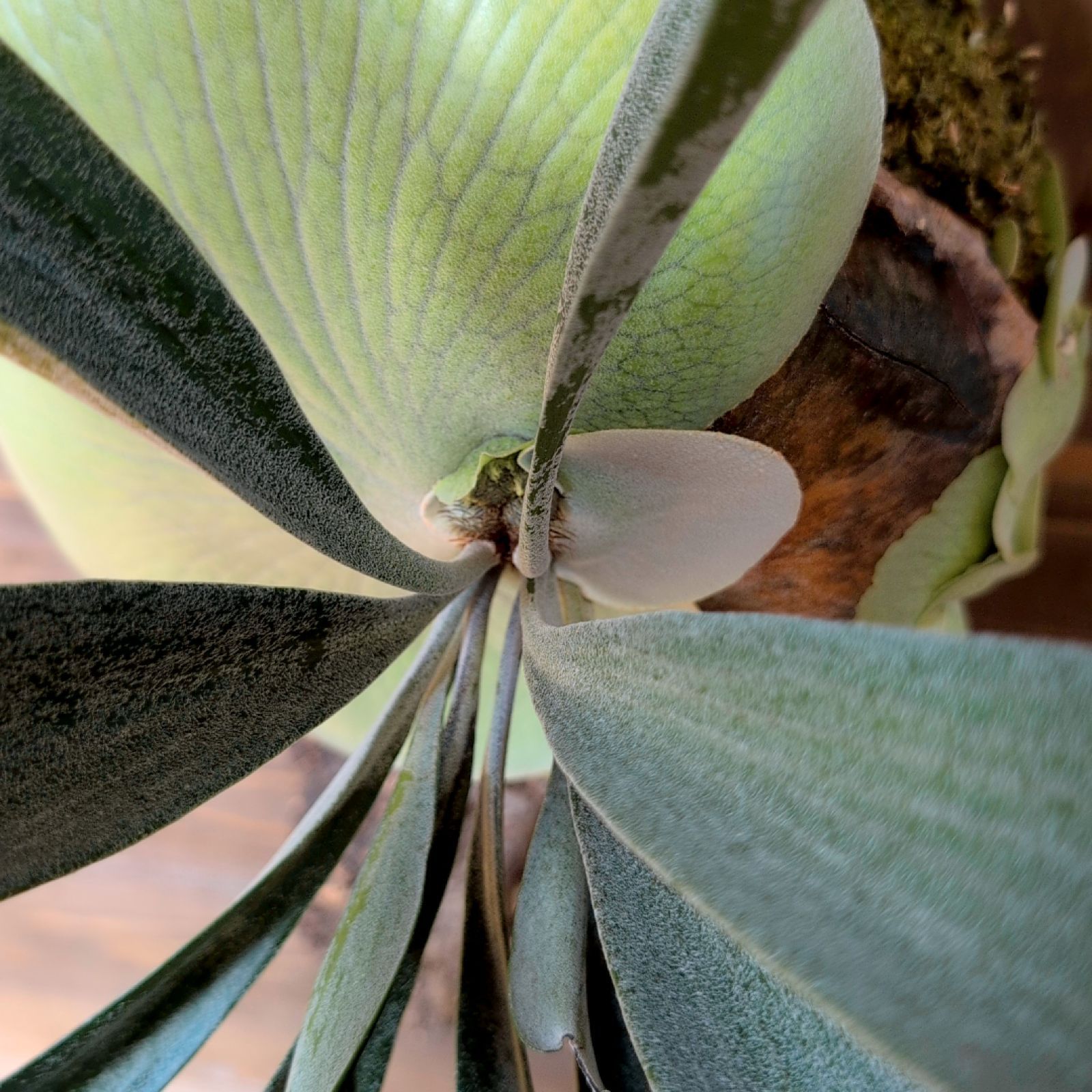 ビフルカツムホワイト 現品発送