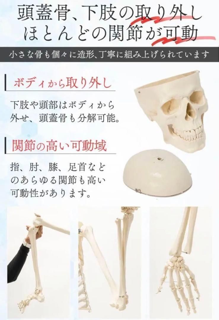 B1743等身大 人体模型 170cm神経根有り全身骨格模型 骨格標本
