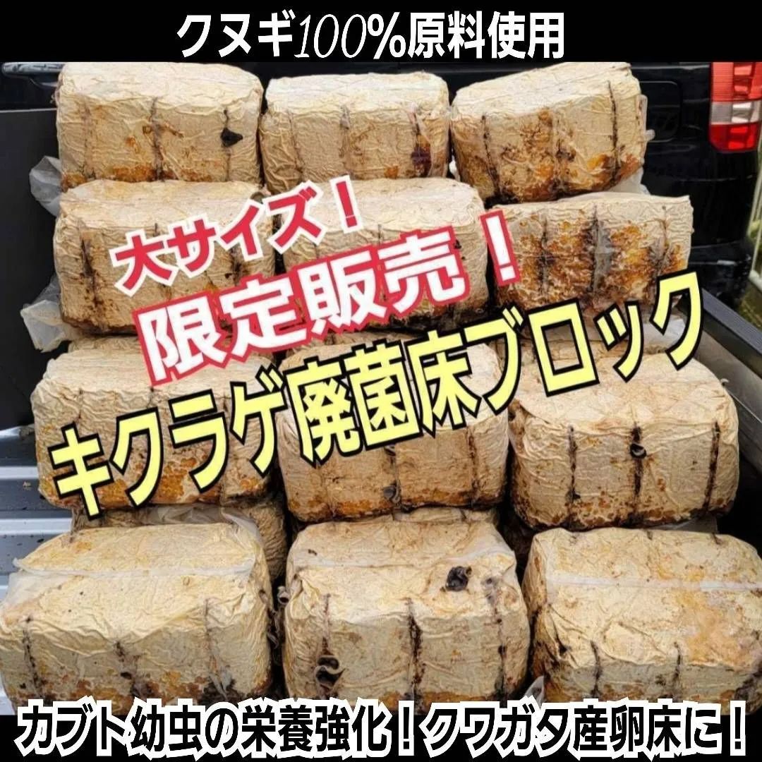 キクラゲ廃菌床8個 - 虫類用品