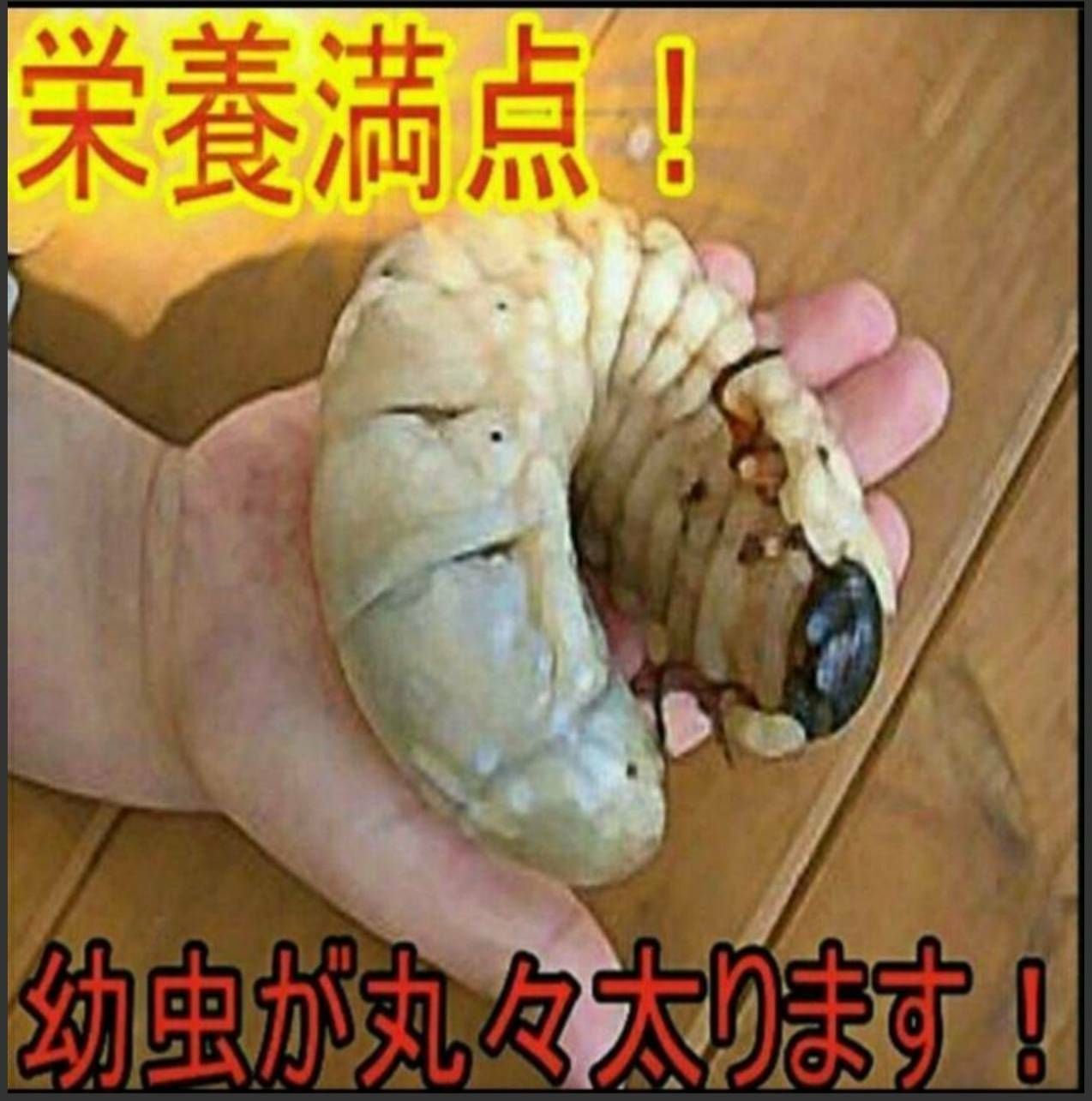 送料無料！椎茸廃菌床4ブロック☆カブトマットに埋め込み栄養強化！クワガタ産卵木に - メルカリ