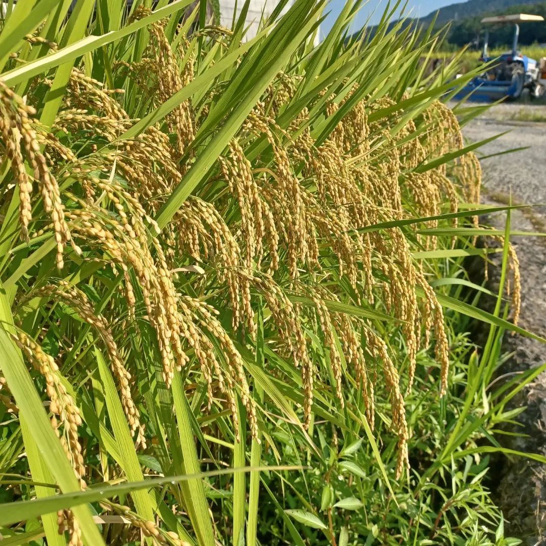 令和7年広島県産あきさかり玄米10キロ み お米 農家直送