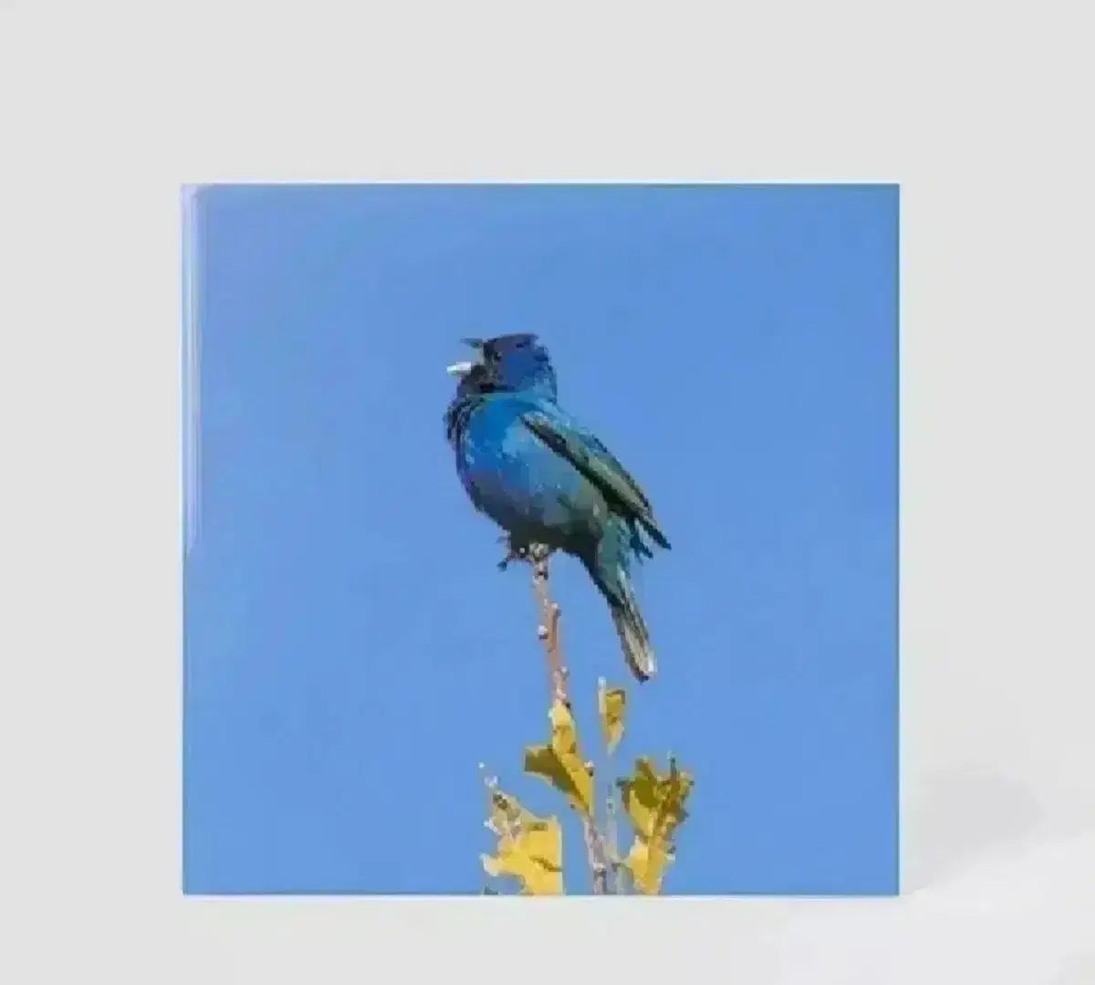 ユン ジヨン lp ブルーバード Blue bird