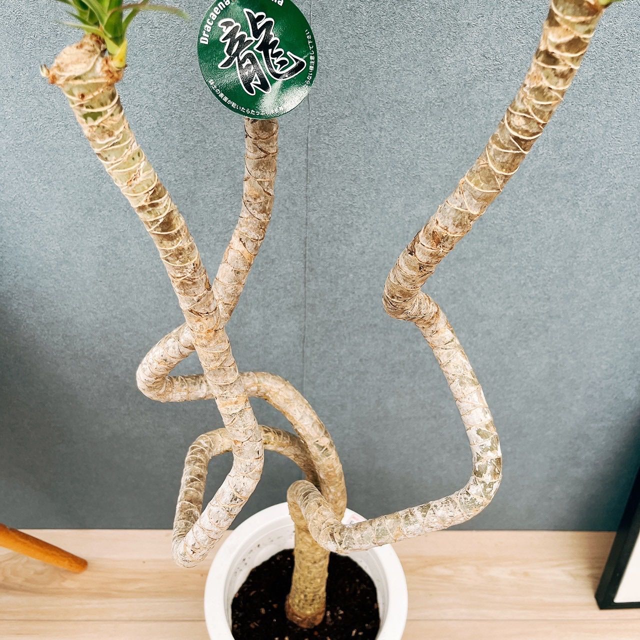 ［現品］3番　ドラセナ　コンシンネ　龍　曲がり　8号　観葉植物　大型　室内 現品］ドラセナ コンシンネ 龍 曲がり 8号 観葉植物 大型 室内