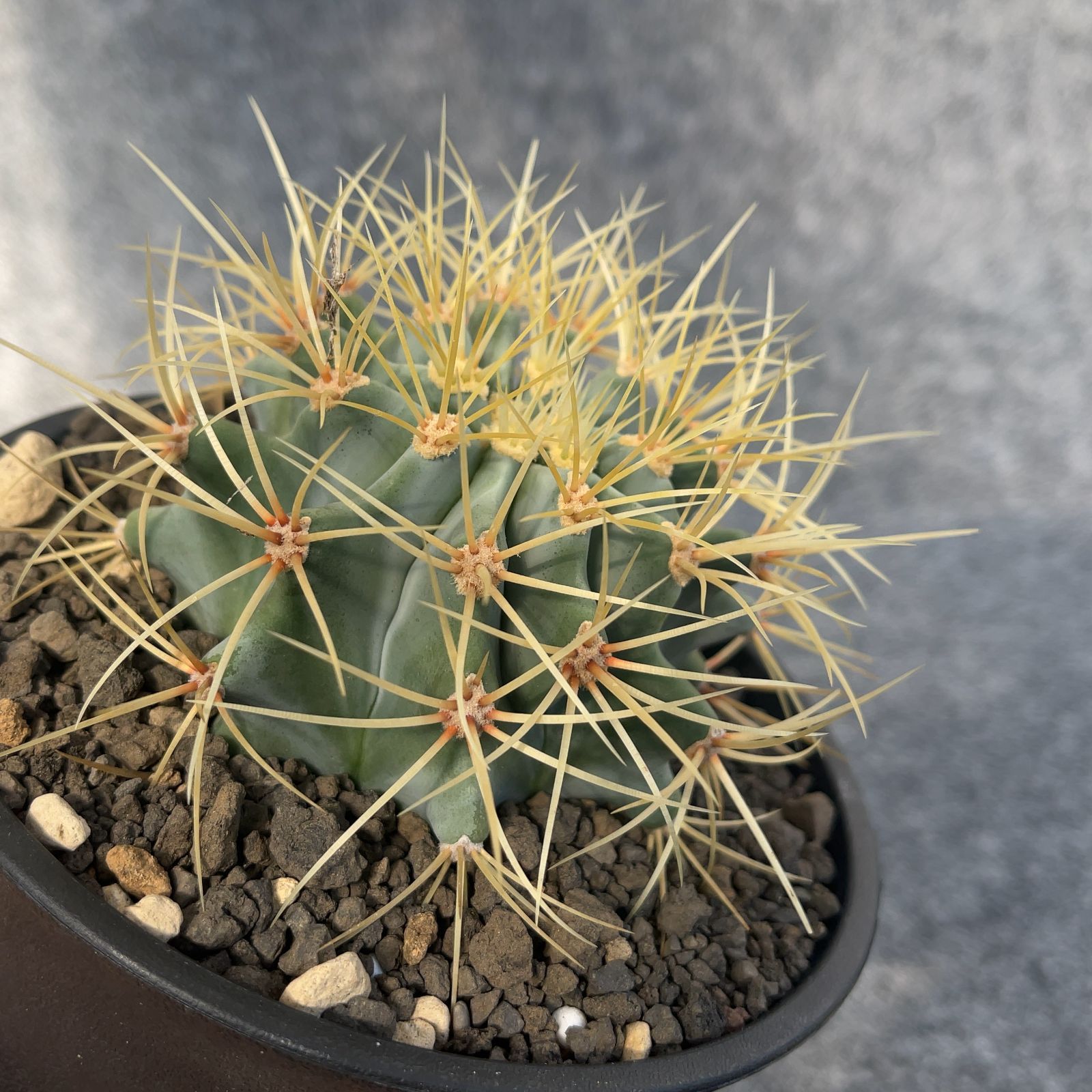 鉢ごと発送】サボテン 王冠竜(おうかんりゅう) Ferocactus