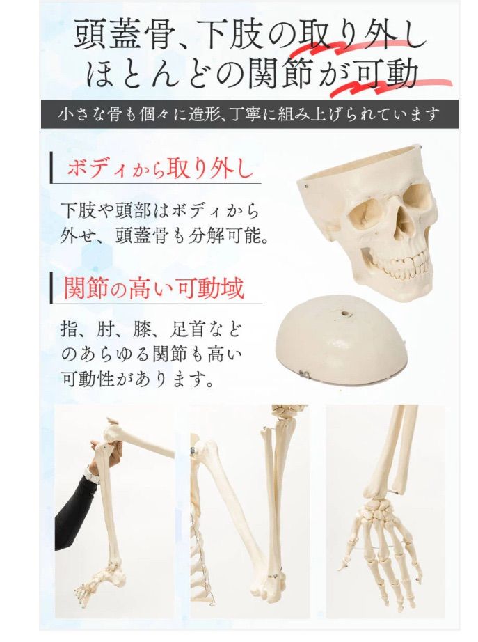 骨格模型人骨模型全身模型