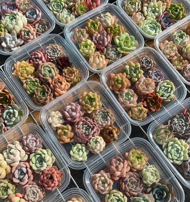 韓国多肉カット苗 Amazon.co.jp: 【Succute】多肉植物 寄せ植え 韓国カット苗