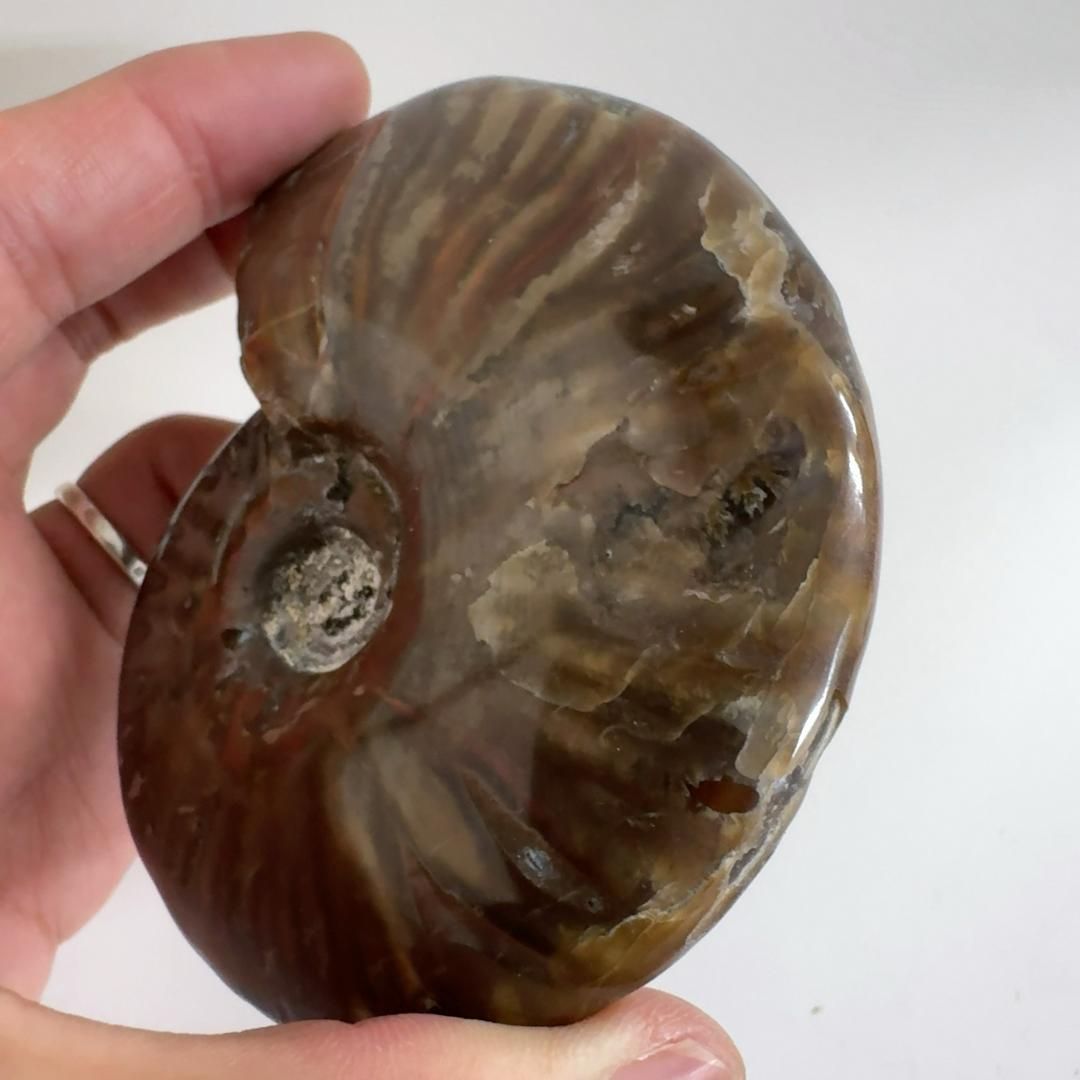 化石 クリオニセラス