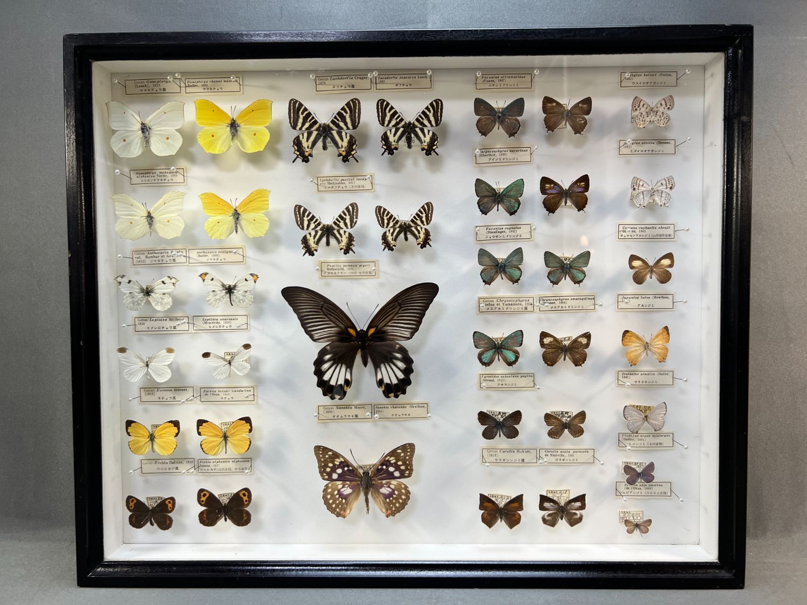 蝶　標本　オオムラサキ　ナガサキアゲハ　スジボソヤマチョウ　ギフチョウなど　37頭　ケース入り-0