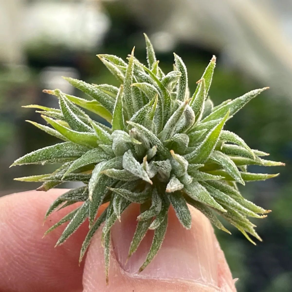 チランジア イオナンタ モンストローズ Tillandsia ionantha Monstrose 