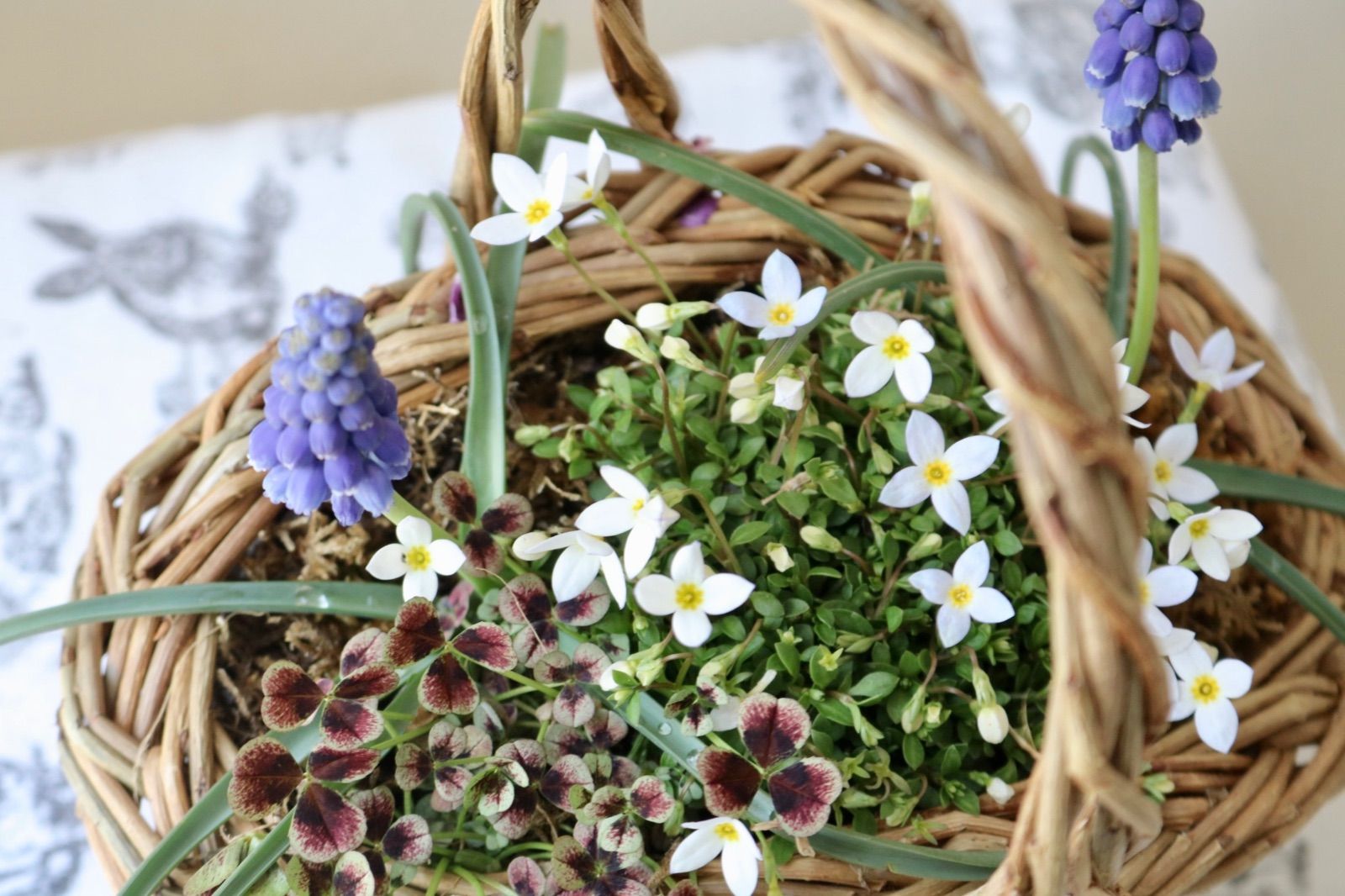 メルカリshops 春のミニバスケット ヒナソウ ムスカリ クローバー