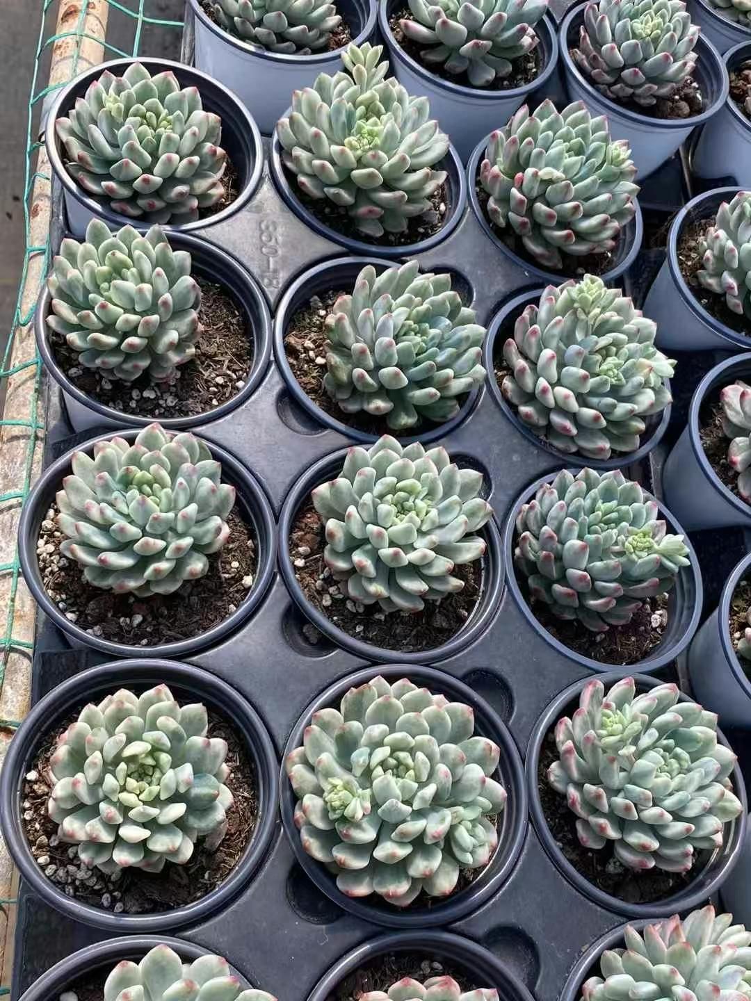 ❤️専用出品❤️ブルーサプライズ錦❤️抜き苗❤️ブルー札 70株の