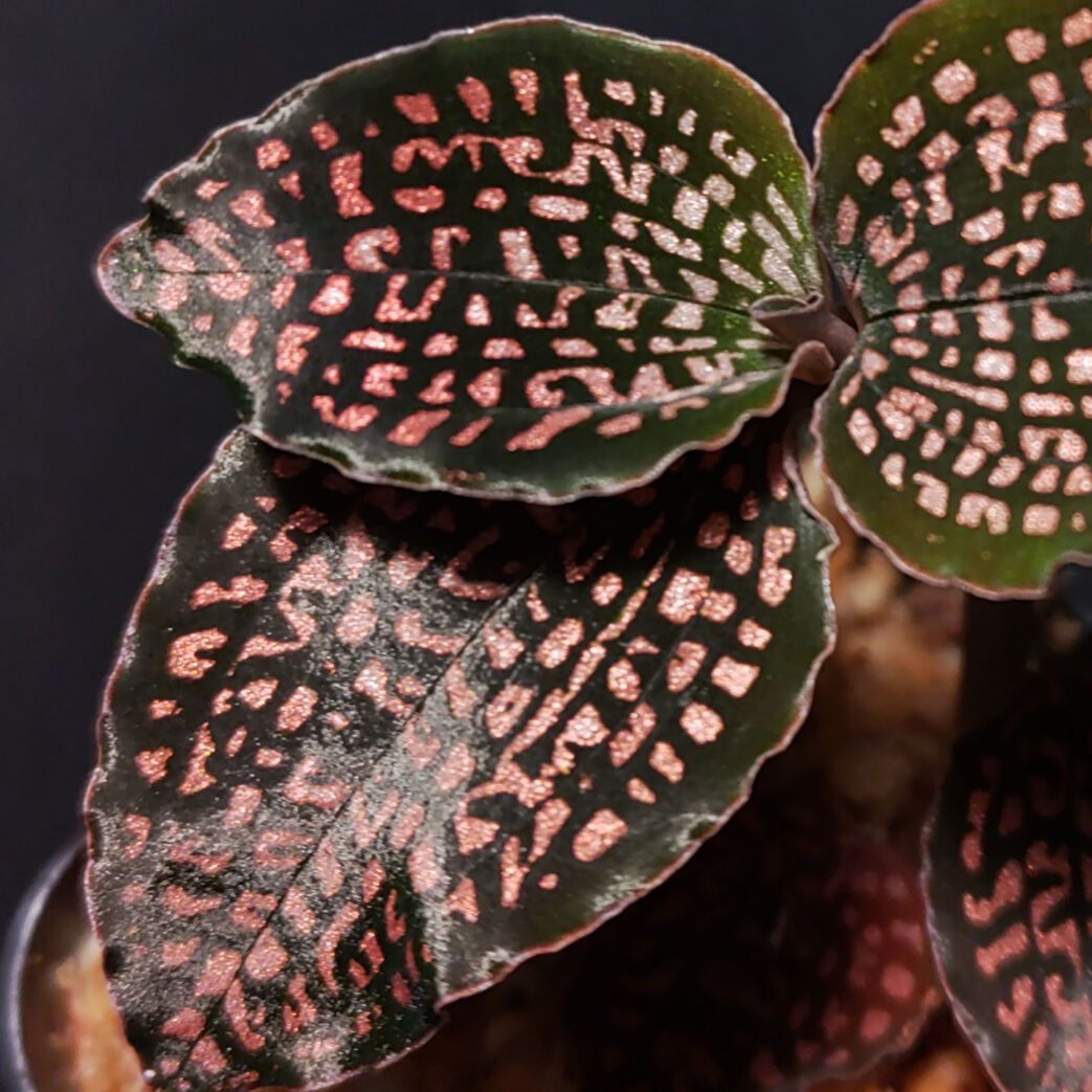 ミクロキルス トリダックスfrom Ecuador ジュエルオーキッド（赤トリ