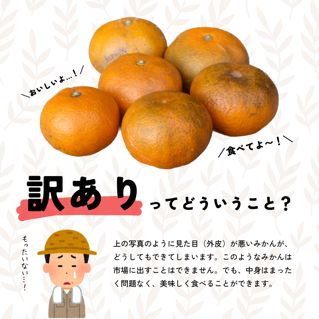 極早生みかん 宮崎県産 約２kg 日南みかん みかん 南郷みかん - 通販