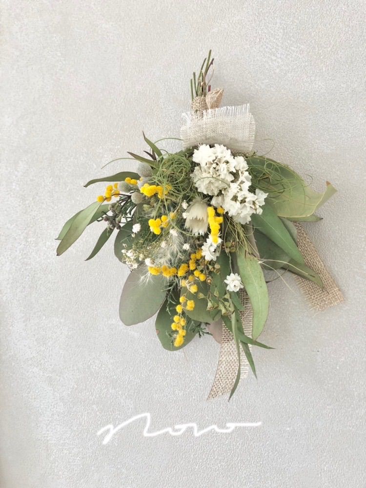 セール珍種 ホヤ パキクラーダ pachycladas small leaves セール珍種