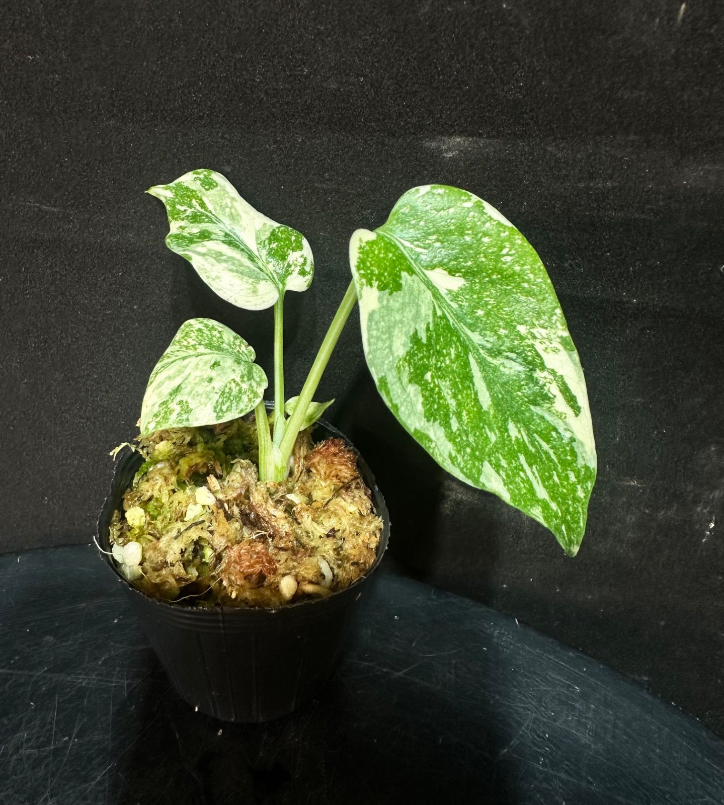 Monstera dericiosa platinum / モンステラデリシオーサ